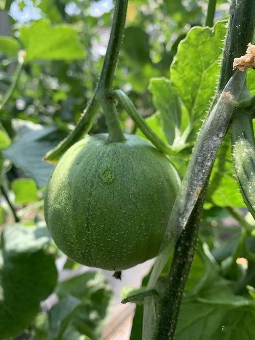 娱乐吃瓜的封面怎么做的